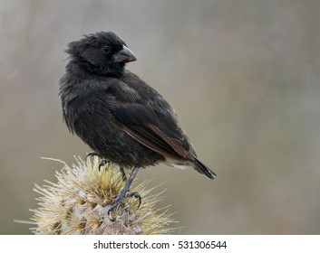 Darwin Finch On Galapagos Island