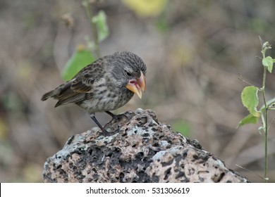 Darwin Finch On Galapagos Island