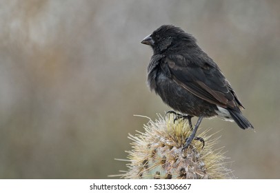 Darwin Finch On Galapagos Island