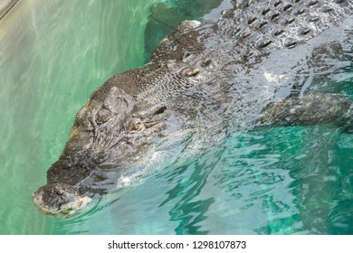 Darwin, Northern Territory, Australia-October 15,2017: High Angle View Over Adult Saltwater Crocodile At Crocosaurus Cove In Darwin, Australia