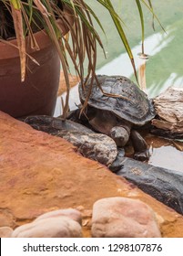 Darwin, Northern Territory, Australia-October 15,2017: Closeup Of Turtle In Pond Setting At Crocosaurus Cove In Darwin, Australia