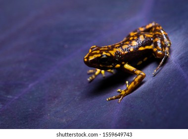 Darwin Wallace Poison Frog (Epipedobates Darwinwallacei).