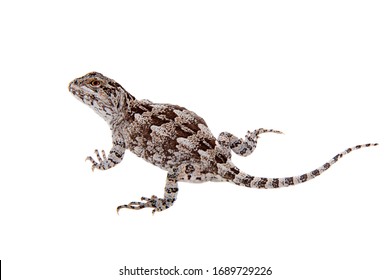 Darwins Iguana Diplolaemus Darwinii On White Stock Photo 1689729226 ...