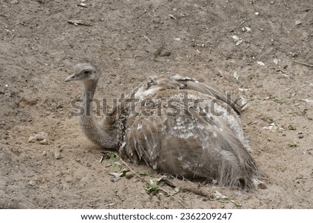 Darwin's ostrich Nandu lies in a sand pit.