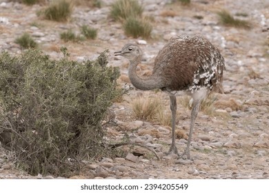 Darwin's rhea or the lesser rhea (Rhea pennata) is a large flightless bird, the smaller of the two extant species of rheas. It is found in the Altiplano and Patagonia in South America. - Powered by Shutterstock