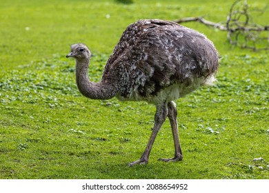 Darwin's rhea, Rhea pennata also known as the lesser rhea. It is a large flightless bird, but the smaller of the two extant species of rheas. - Shutterstock ID 2088654952