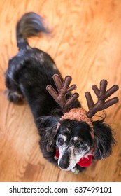 Daschund With Antlers For Christmas 