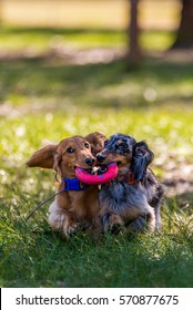 Daschund Best Friends