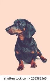 Daschund Dog