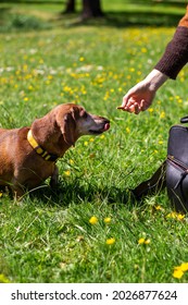 Daschund Dog Is Playing With Her Owner On The Green Grass In The Park.