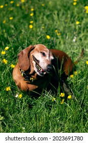 Daschund Dog Is Playing With Wooden Stick On The Green Grass In The Park.