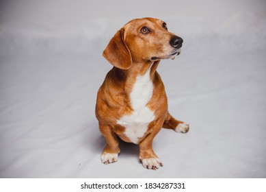 Daschund Dog Posing For  Photo