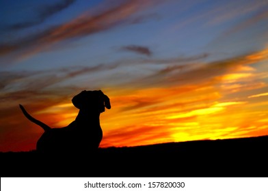 Daschund Dog (Teckel) Looking At Sunset