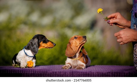 Daschund Ginger And Black Puppies Nibbles Yellow Flower In Owners Hand