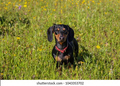 Daschund In A Meadow