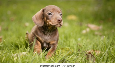 Daschund Puppie In Grass