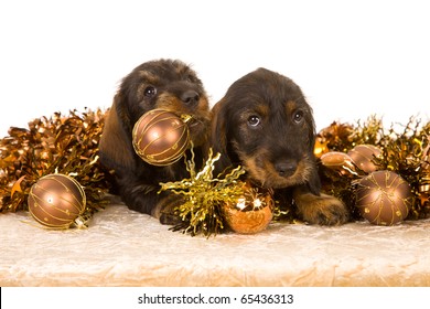 Daschund Puppies With Bronze Christmas Decorations