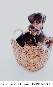 Daschund Puppies Inside In Basket