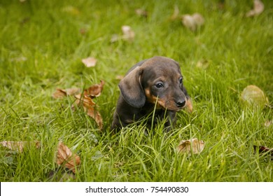 Daschund Puppy In Grass