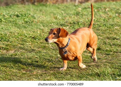 Daschund Running On Grass