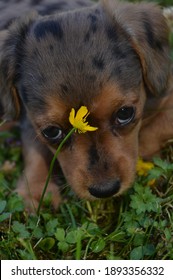 Daschund Yorkie Cross Puppy Peaking Through A Single Yellow Flower