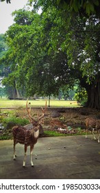 Dashing Stag Standing In The Park At Bogor Palace