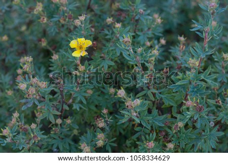 Dasiphora fruticosa; Common names include shrubby cinquefoil, golden hardhack, bush cinquefoil, shrubby five-finger, tundra rose, and widdy. Wild bush in Alaska.