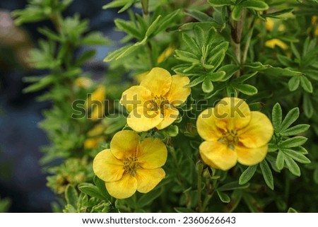 Dasiphora fruticosa is a species of hardy deciduous flowering shrub in the family Rosaceae. Common names include shrubby cinquefoil, golden hardhack, bush cinquefoil, shrubby five-finger.