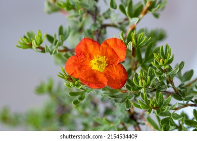 Dasiphora fruticosa subsp. fruticosa. (synonym Potentilla fruticosa). It's also called shrubby cinquefoil, golden hardhack, widdy and kuril tea. This cultivar is called "Red Ace". - Shutterstock ID 2154534409