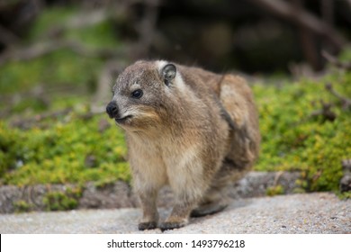 59 Hiding hyrax Images, Stock Photos & Vectors | Shutterstock