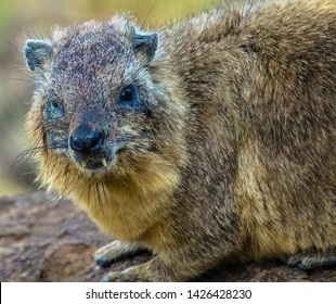 59 Hiding hyrax Images, Stock Photos & Vectors | Shutterstock