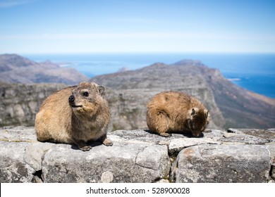 Dassies On Top Of Table Mountain South Africa