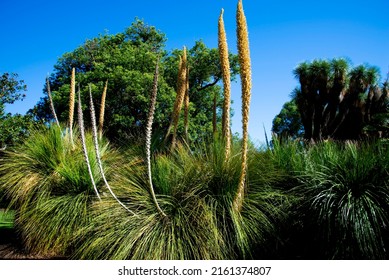 Dasylirion Plant From The Asparagus Family