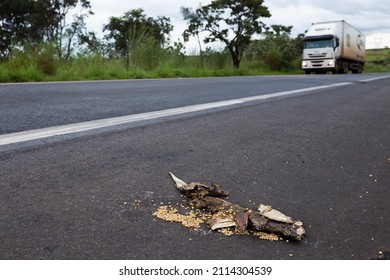 Dasypus Novemcinctus (armadillo, Tatu Galinha) Ran Over On A Highway