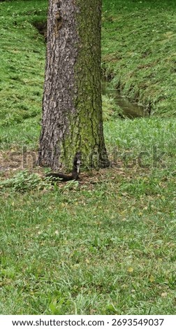 Data availability statement:
Sciurus vulgaris squirrel under a tree