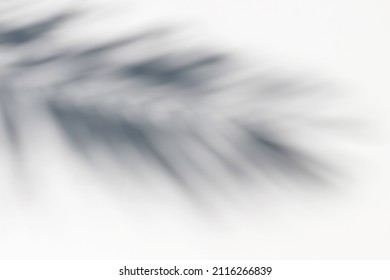 Date, coconut palm leaf shadow silhouette on white ground background. Dark silhouettes of exotic leaves in bright sunlight over wall. Summer vacation concept. Flat lay, top view. Natural texture. - Shutterstock ID 2116266839