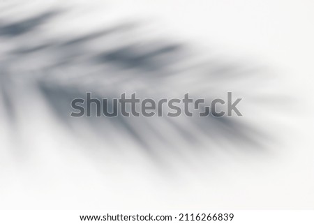 Date, coconut palm leaf shadow silhouette on white ground background. Dark silhouettes of exotic leaves in bright sunlight over wall. Summer vacation concept. Flat lay, top view. Natural texture.