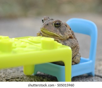 Date Night Disappointment/ Frog In Chair At Dinner