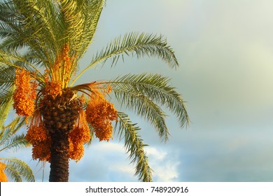 Date Palm