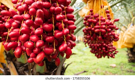 Date Palm Fruit On Tree In The Plantation
 