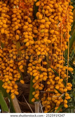 Date palm fruit on tree in the datepalm plantation
