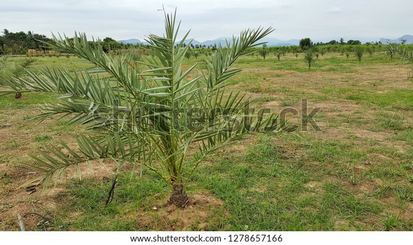 Licuala Elegans Variegated Adonidia Merillii Cycas