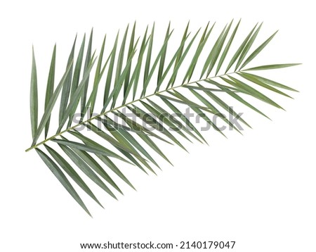 Date palm leaf isolated on white background.