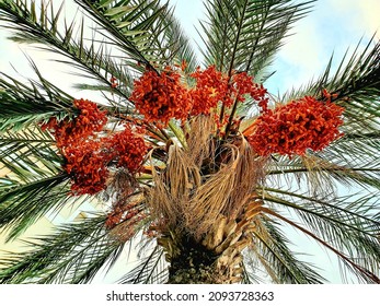 1,625 Date palm blooming Images, Stock Photos & Vectors | Shutterstock