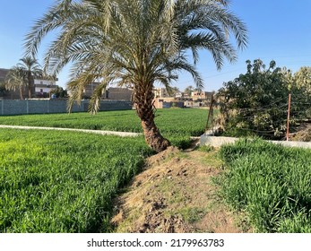 Date Palm In Nile Valley Near Luxor, Egypt.