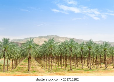 Date palm orchard plantation with high trees rows: oasis in Middle East desert against mountains and clear blue sky