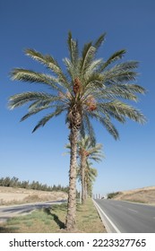 Date Palm  (Phoenix Dactylifera) Trees On The Road Median