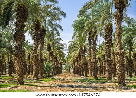 Datieren in Palmwüste