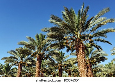 1,592 Large date palm tree Images, Stock Photos & Vectors | Shutterstock