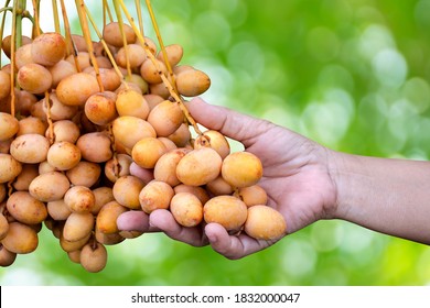 date palm raw in hand holding, yellow date palm, fresh date palm in farmland